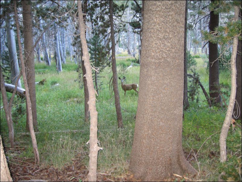 2006-09-03 Matterhorn (98) Deer1